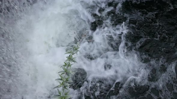 Waterfall with black water green branch alt