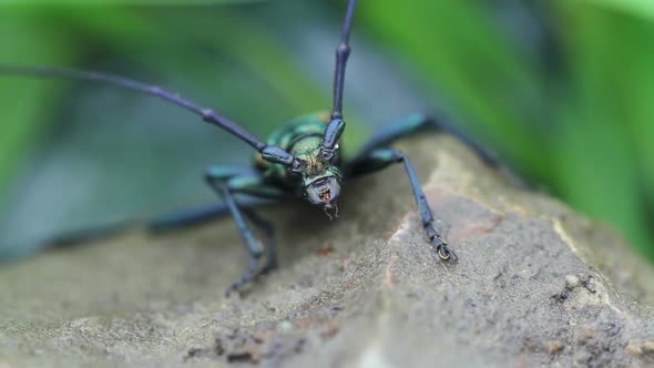Long-horned Beetle  in the Wild