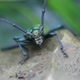 Long-horned Beetle  in the Wild - VideoHive Item for Sale