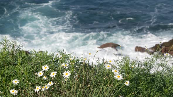 Simple White Oxeye Daisies in Green Grass Over Pacific Ocean Splashing Waves. Wildflowers on the