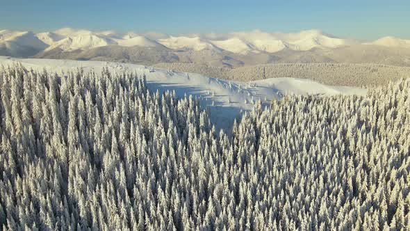 Aerial view of winter landscape with mountain hills covered with evergreen pine forest after alt