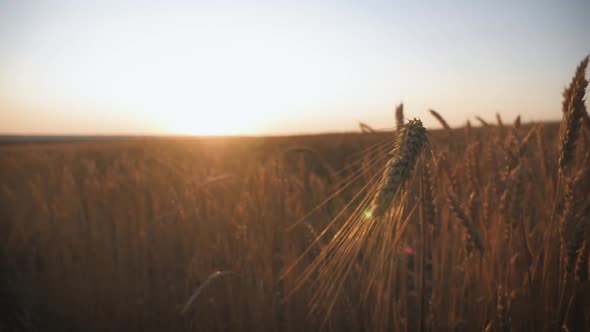 Ears of Golden Wheat Close Up at Sunlight. Concept Harvest. alt