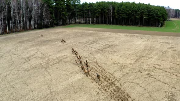 Herd of Deers runing on field, aerial view. Flight over wild animals, Poland alt