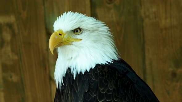 Portrait of a bald eagle (Haliaeetus leucocephalus) staring into the distance