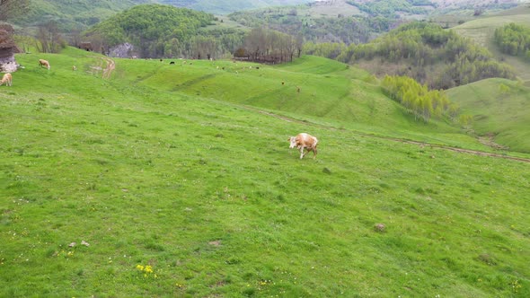 Cows on alpine meadow.