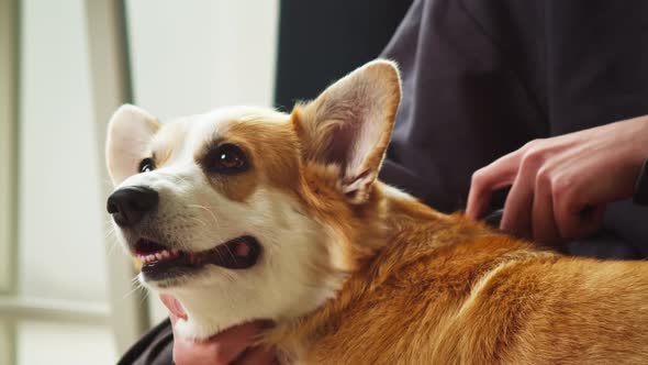 Woman Combing Corgi Dog Closeup alt