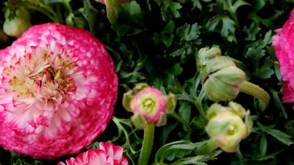 Pink ranunculus flower.buttercup flowers background. alt