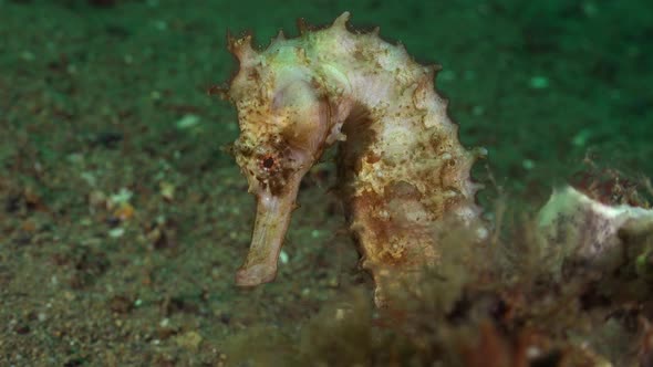 White thorny seahorse close up. A close up shot of a white thorny seahorse on sandy bottom in the Ph alt