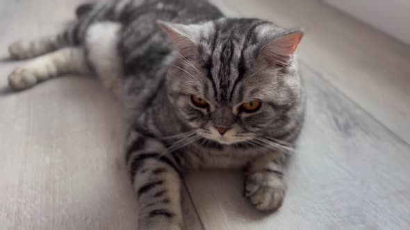 Gray Scottish Cat Slider Shot