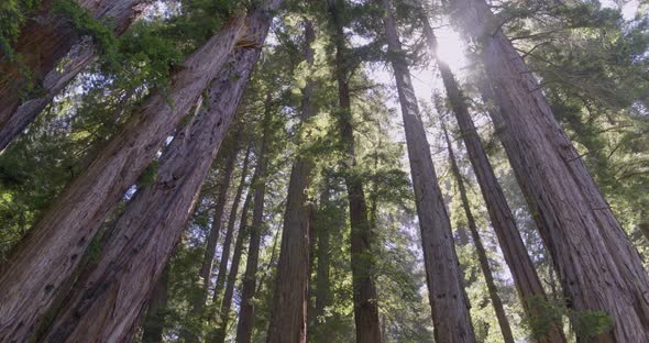 Sun Peeking Through Redwood Trees in Muir Woods San Francisco alt