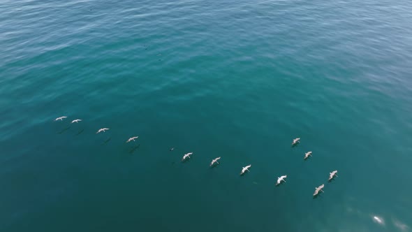 Aerial View of Birds and Mammals Catching Prey with Coastal Landscape Behind alt