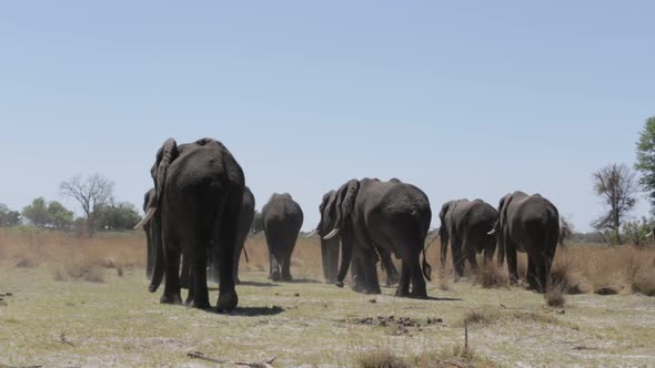 herd of African elephants in african bush going out from waterhole alt