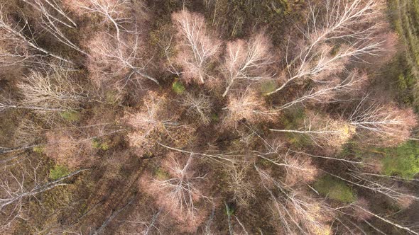 Tops of Trees with Discarded Leaves Aerial View alt