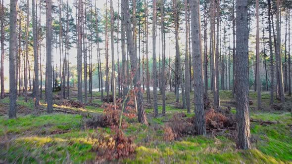 Forest drone sunset. Beauty evening shine. Natural sunny day. Season landscape