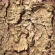 Macro Bark Tree - VideoHive Item for Sale