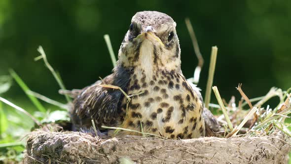 Baby Bird Thrush Fieldfare Sitting in a Nest on a  Sunny Summer Day