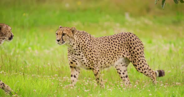Cheetahs Walking on Grassy Field