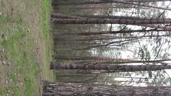 Vertical Video of Beautiful Forest Landscape Aerial View alt