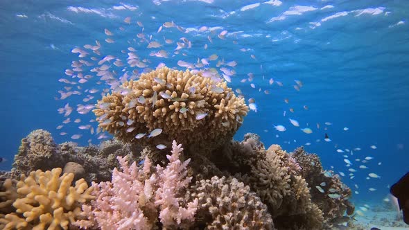 Tropical Underwater Reef Sea Fish alt