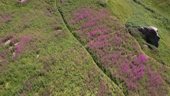 Flying on a Drone Among Fir Trees and Mountains alt