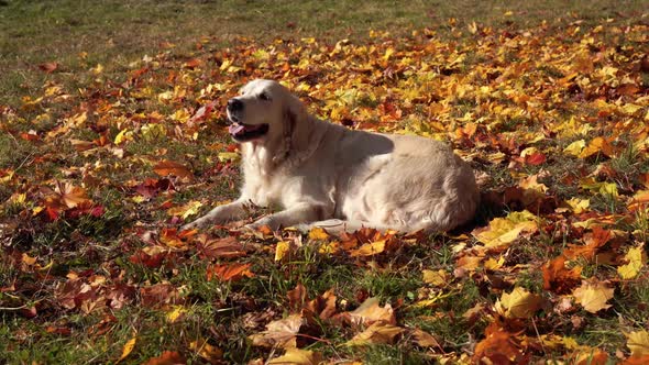 Portrait of a Beautiful Golden Retriever in Fallen Autumn Foliage alt