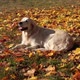 Portrait of a Beautiful Golden Retriever in Fallen Autumn Foliage - VideoHive Item for Sale