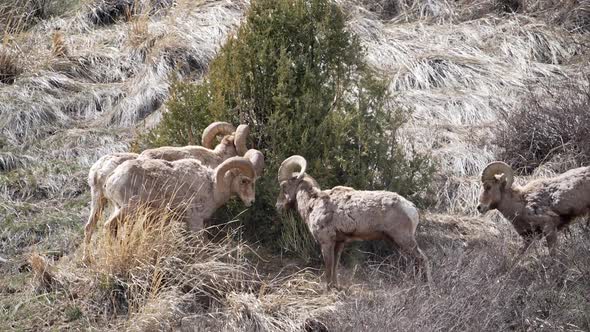 Slow motion of Bighorn Sheep rams butting heads alt