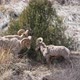 Slow motion of Bighorn Sheep rams butting heads - VideoHive Item for Sale