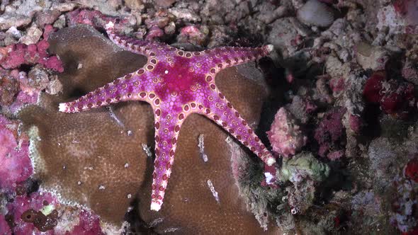 Pink sea star on coral reef. A colorful starfish on a coral reef in the Philippines. alt
