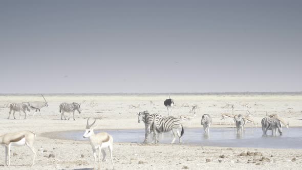 Zebras Fighting at a Waterhole
