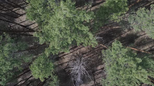 Pine Forest in the Afternoon Aerial View Slow Motion alt