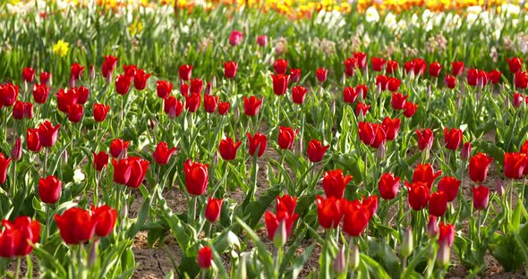 Tulips on Agruiculture Field Holland alt