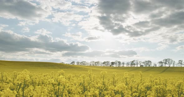Blooming Large Yellow Rapeseed Field. Canola Flowers Bloom