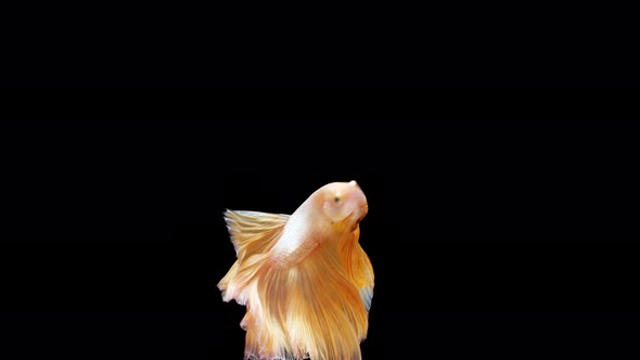Siamese fighting fish (Betta splendens) alt