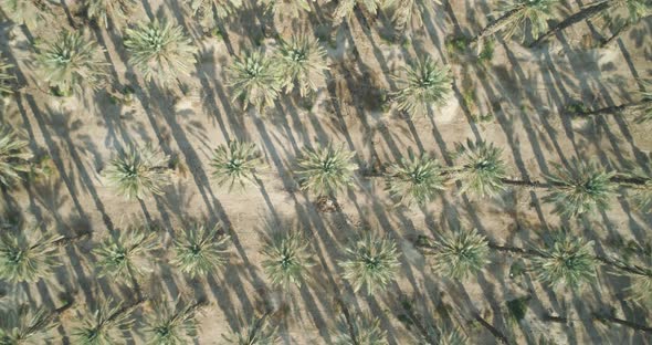 Aerial view of a palm trees plantation along Dead sea, Negev, Israel. alt