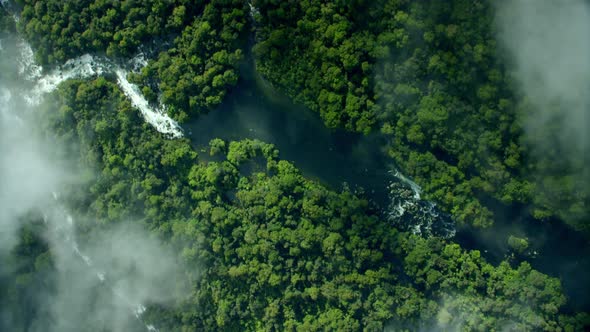 Top Down Drone Aerial of Primeval Jungle River