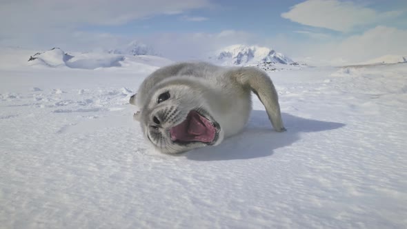Close-up Yawning Baby Seal on Antarctica Snow Land