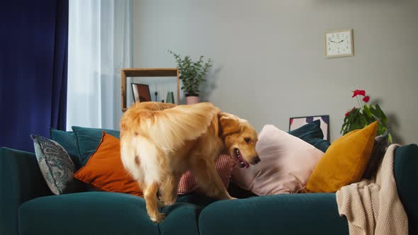 Golden Retriever Closeup alt
