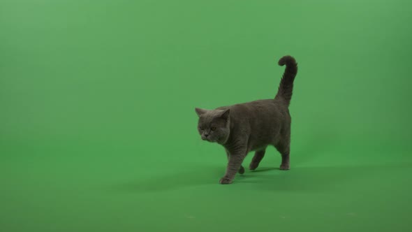 British Shorthair Cat Walking