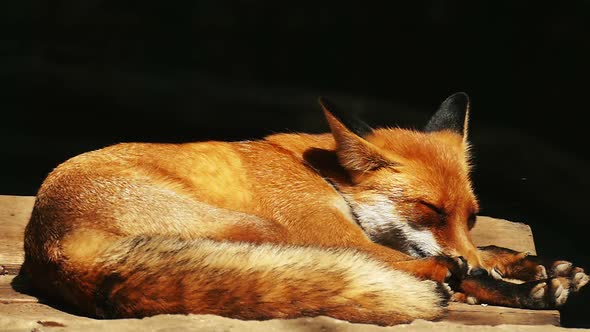 The fox is woken up by insects. Red fox waving his ears in slow motion.