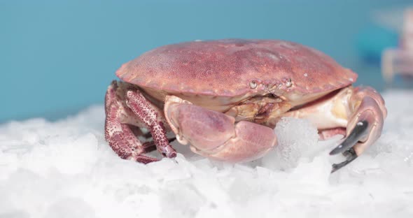 Live Crab Standing On Top Of The Ice With Blue Background. close up, slider right alt