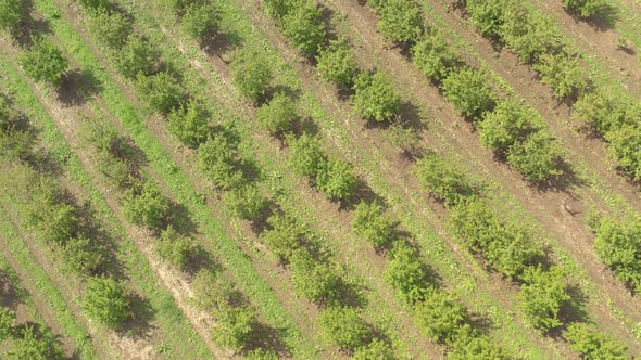 Cherry fruit orchard tree branches from above 4K drone video alt