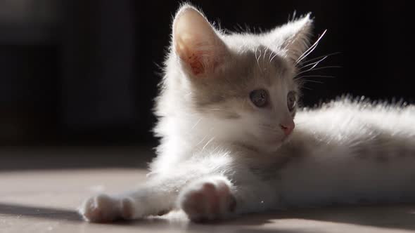 Tricolor Young Cat Lies in the Morning Sun alt