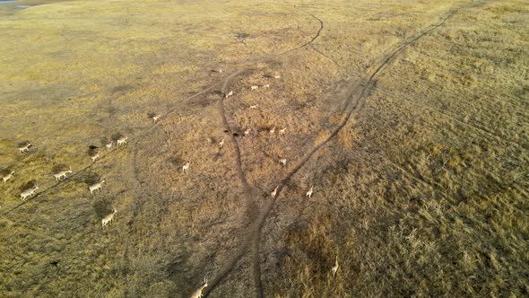 Wild Saiga Antelope Running. Herd of Antelope Running on Steppes To River.  Hdr Slow Motion alt