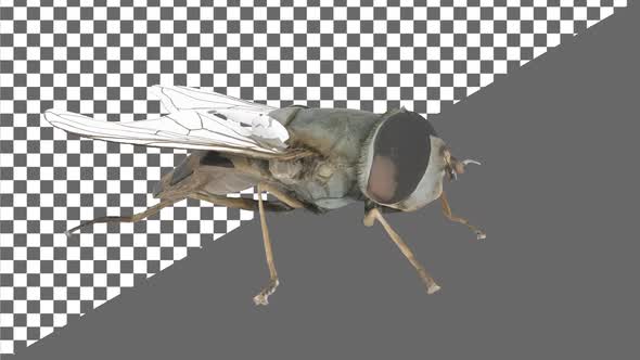 Housefly Perspective View Alpha Channel