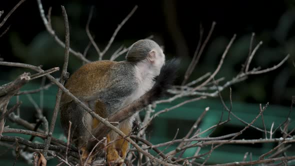 Common Squirrel Monkey Calling Others While Sitting On The Tree. - close up alt