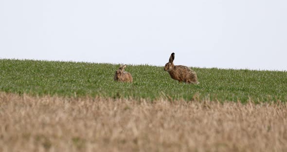wild rabbit, European hare (Lepus europaeus) alt