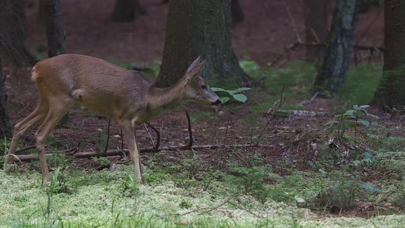 Roe deer in forest, Capreolus capreolus. Wild roe deer in nature.