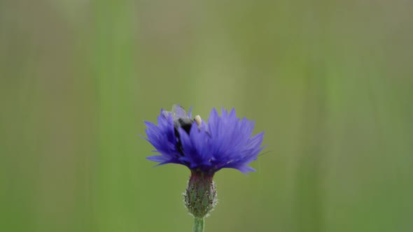 Isolated bokeh shot of purple cornflower with bumblebee collecting nectar alt