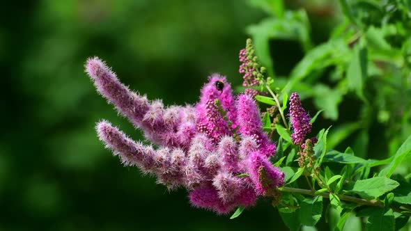 The Beautiful Pink Buddley Ornamental of Shrub